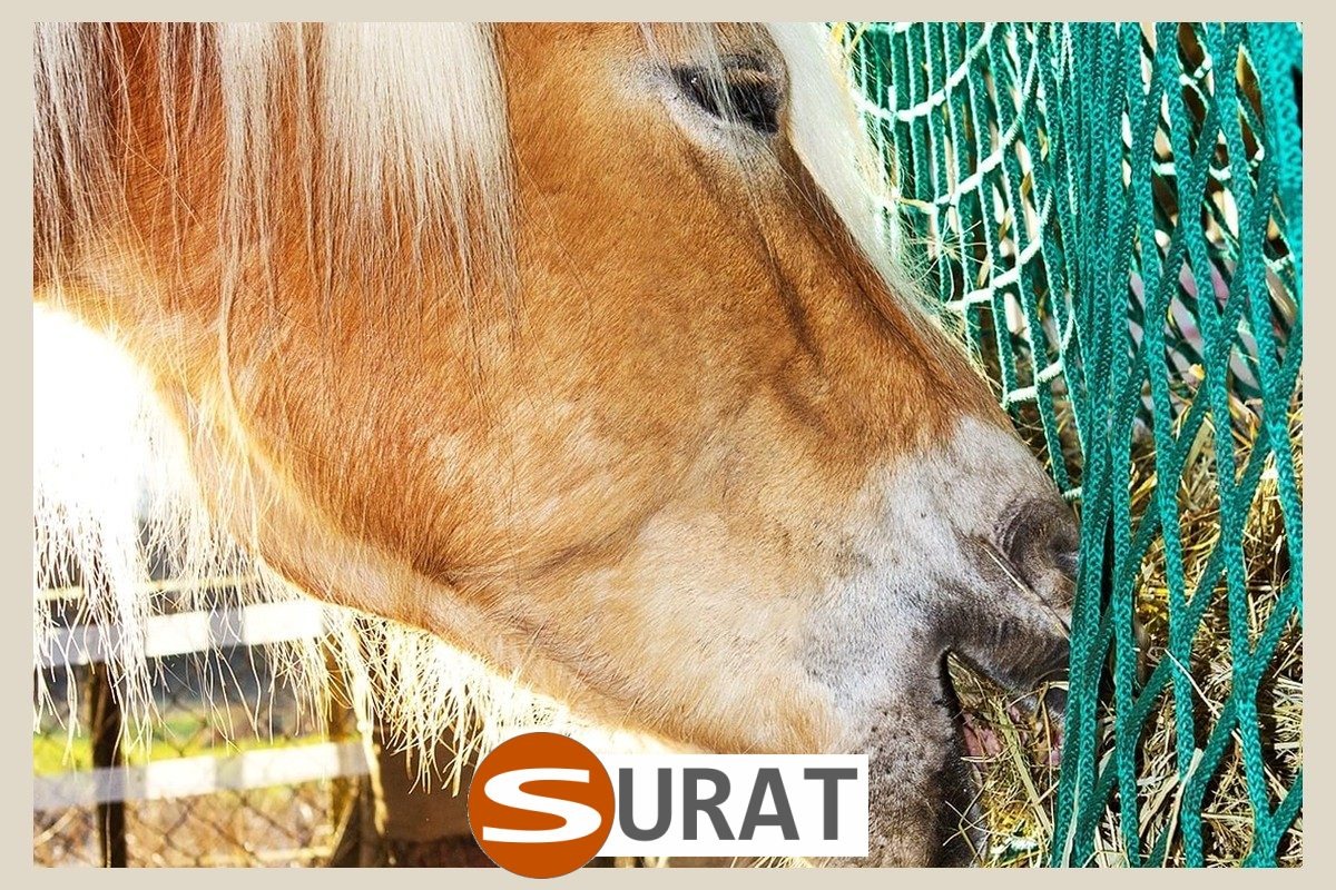   Surat - Siatka - 4x4/2 