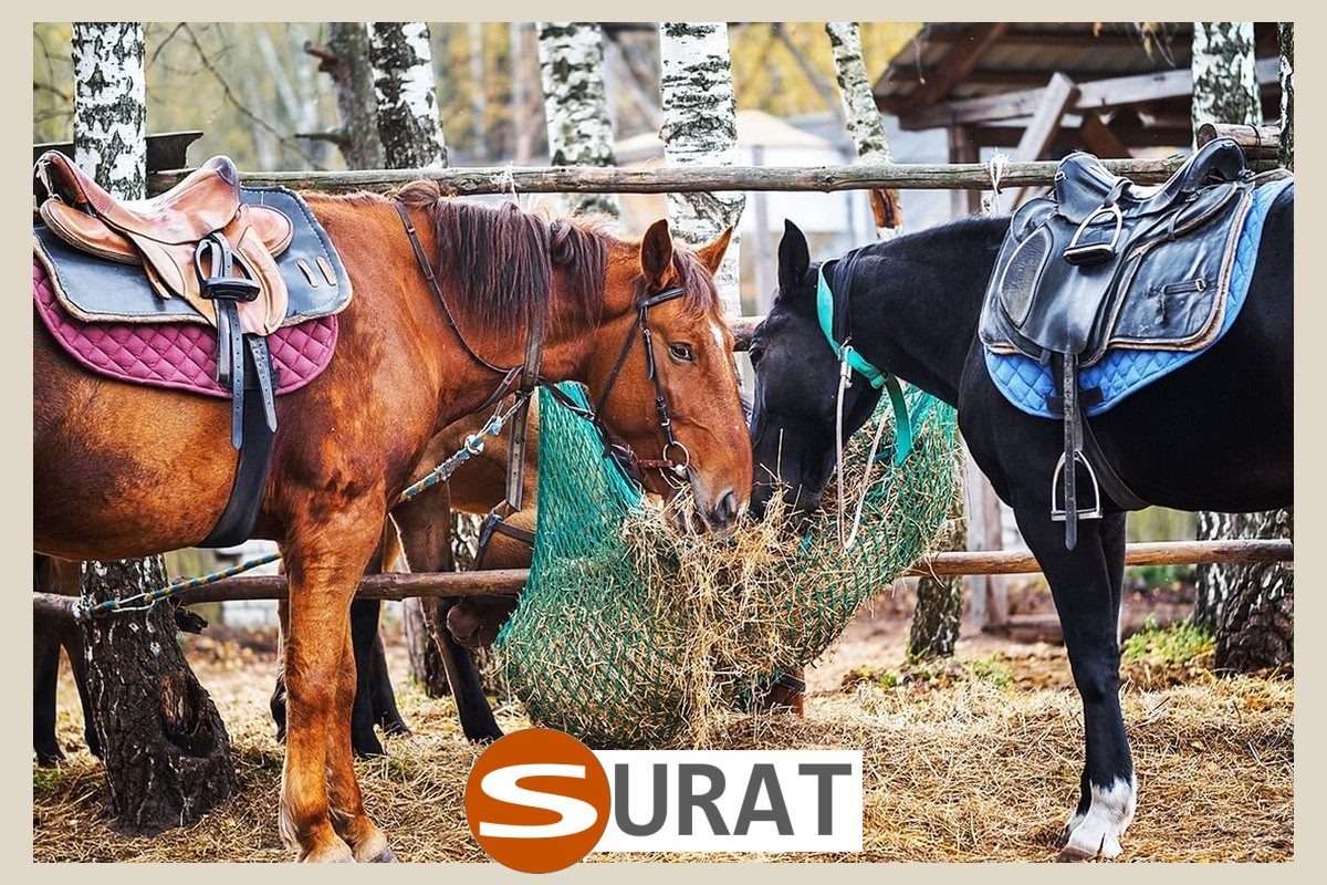   Surat - Siatka - 4x4/2 